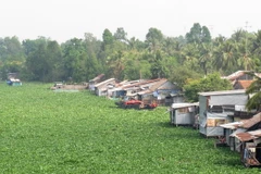 Lục bình làm tê liệt giao thông trên sông Vàm Cỏ Đông