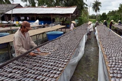 Cà Mau: Giá đặc sản khô mực tăng mạnh dịp Tết