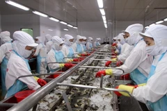 Các nhà máy thủy sản tại Cà Mau đồng loạt ra quân