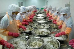 Chế biến tôm xuất khẩu. (Nguồn: TTXVN)
