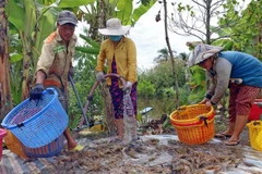 Người dân thu hoạch tôm ở Cà Mau. (Ảnh: Huỳnh Anh/TTXVN) 