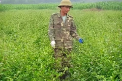 Người dân bên cánh đồng trồng cà gai leo. (Nguồn: Cổng thông tin điện tử tỉnh Thanh Hóa)