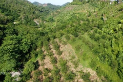 Diện tích trồng cam tại huyện Bắc Quang hiện có trên 970ha cây bị suy thoái. (Ảnh: Nam Thái/TTXVN)