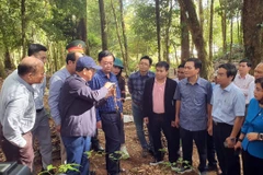 Đoàn công tác Bộ Nông nghiệp và Phát triển nông thôn kiểm tra thực tế tại vườn sâm Ngọc Linh của Công ty Cổ phần Sâm Ngọc Linh Kon Tum tại xã Tê Xăng (huyện Tu Mơ Rông, tỉnh Kon Tum). (Ảnh: Khoa Chương/TTXVN) 