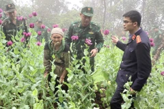 Đối tượng Triệu Thị Phấy bị bắt vì trồng cây thuốc phiện. (Ảnh: TTXVN phát)