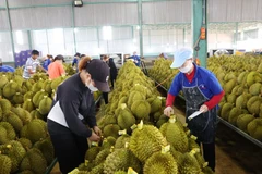 Nhân công là đồng bào dân tộc thiểu số tại thị xã Buôn Hồ (Đắk Lắk) có việc làm ổn định trong vụ thu hoạch sầu riêng. (Ảnh: Tuấn Anh/TTXVN) 