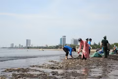 Làm vệ sinh môi trường biển, thu gom xử lý rác thải nhựa. (Ảnh: PV/Vietnam+) 