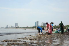 Làm vệ sinh môi trường biển, thu gom xử lý rác thải nhựa. (Ảnh: PV/Vietnam+) 