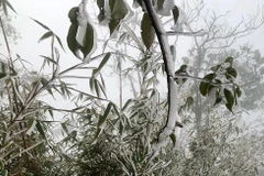 Băng giá, sương muối phủ trắng cây cỏ đường đi, cây rừng thuộc vườn quốc gia Hoàng Liên khu vực cáp treo đường lên đỉnh Fansipan. (Ảnh: Quốc Khánh/TTXVN) 