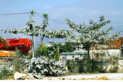 Cây xanh trong khuôn viên trường Mầm non Quảng Sơn phủ một lớp bụi trắng xóa từ hoạt động của Trạm trộn bêtông ximăng nằm sát bên cạnh. (Ảnh: Tá Chuyên/TTXVN) 