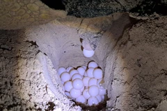 Rùa lên Bãi Cát Lớn-Hòn Bảy Cạnh ở Vườn quốc gia Côn Đảo đẻ trứng. (Ảnh: TTXVN phát) 