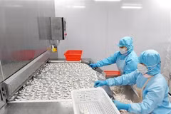 Sản xuất tôm đông lạnh theo quy chuẩn xuất khẩu nước ngoài tại Công ty cổ phần Thủy sản BNA (huyện Ba Chẽ, tỉnh Quảng Ninh). (Ảnh: Thanh Vân/TTXVN) 