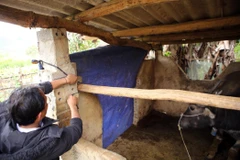 Người dân xã Tả Lèng, huyện Tam Đường, tỉnh Lai Châu buộc che chắn chuồng trại phòng chống rét cho đàn gia súc. (Ảnh: Quý Trung/TTXVN)