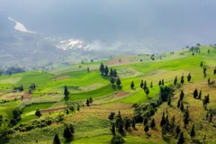 Thảo nguyên Suôi Thầu (Xín Mần, Hà Giang). (Ảnh: Nam Thái/TTXVN)