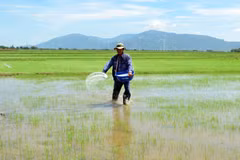 Nông dân ở xã Xuân Hải (Ninh Hải, Ninh Thuận) bón lót phân cho cây lúa sản xuất theo mô hình hữu cơ. (Ảnh: Công Thử/TTXVN)