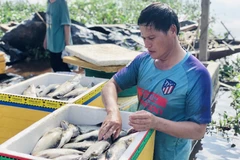 Thu vớt cá chẽm bị chết do sốc nước. (Ảnh: TTXVN phát)