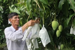 Nông dân chăm sóc cây xoài. (Nguồn: TTXVN) 