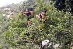 Người dân xã Tà Xùa thu hái chè Shan tuyết cổ thụ. (Ảnh: Hữu Quyết/TTXVN)