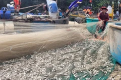 Cá trích giúp ngư dân thị trấn Long Hải, huyện Long Điền có thêm thu nhập vào những ngày biển mưa bão. (Ảnh: Hoàng Nhị/TTXVN)