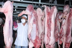 Kiểm định chất lượng gia súc sau khi giết mổ. (Nguồn: TTXVN) 