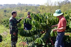 Hỗ trợ đồng bào dân tộc ở Tây Nguyên về kỹ thuật canh tác càphê bền vững. (Ảnh: Hưng Thịnh/Vietnam+)