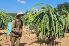 Ông Châu Thanh Thọ, trú tại ấp Trang Hoàng, xã Bông Trang, huyện Xuyên Mộc, tỉnh Bà Rịa-Vũng Tàu, xịt dưỡng trái cho vườn thanh long. (Ảnh: Hoàng Nhị/TTXVN)