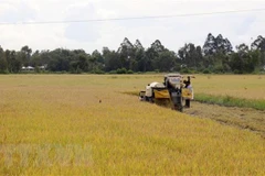 Thu hoạch lúa Hè Thu ở xã Định Hòa, huyện Gò Quao, Kiên Giang. (Ảnh: Lê Huy Hải/TTXVN) 