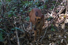 Mang Hoẵng Vó Vàng xuất hiện tại Khu Bảo tồn Thiên nhiên Pù Hu. (Ảnh: Nguyễn Nam/TTXVN) 
