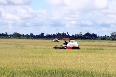 Nông dân thu hoạch lúa Hè Thu trên cánh đồng của huyện Thạnh Trị, tỉnh Sóc Trăng. (Ảnh: Tuấn Phi/TTXVN)