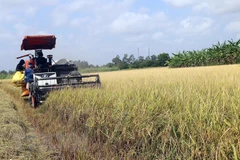 Thu hoạch lúa trên cánh đồng lúa ST24 tại thị xã Ngã Năm, tỉnh Sóc Trăng. (Ảnh Tuấn Phi/TTXVN) 