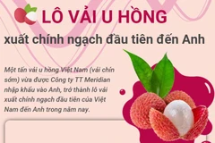 Lần đầu tiên xuất khẩu chính ngạch lô vải u hồng sang thị trường Anh