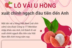 Lần đầu tiên xuất khẩu chính ngạch lô vải u hồng sang thị trường Anh