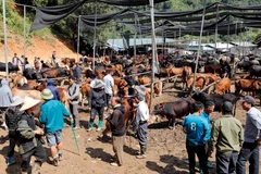 Chợ trâu bò Nghiên Loan, xã Nghiên Loan, huyện Pắc Nặm, tỉnh Bắc Kạn họp vào các ngày 01, 06, 11, 16, 21, 26 âm lịch hàng tháng, đây là một trong những chợ trâu, bò truyền thống lớn nhất khu vực miền núi phía Bắc. (Ảnh: Trần Việt/TTXVN)