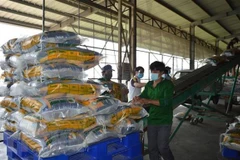Sản xuất gạo tại Công ty Cổ phần Tập đoàn Tân Long - Chi nhánh Đồng Tháp (xã Định An, huyện Lấp Vò, Đồng Tháp). (Ảnh: Nhựt An/TTXVN) 