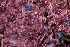 Mai anh đào nở rộ vào đúng dịpTết Nguyên đán khiến nhiều du khách mê đắm khi đến với Đà Lạt. (Ảnh: Nguyễn Dũng/TTXVN)