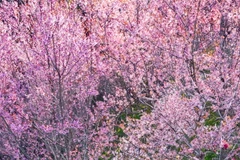 Sơn La: Rực rỡ sắc hoa trên đèo Pha Đin