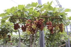 Nho cảnh nhìn bên ngoài bắt mắt, khách đến nhà ngày Tết sẽ rất ấn tượng vì cây nho trĩu quả. (Ảnh: Nguyễn Thành/TTXVN)