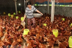 Chăn nuôi gia cầm. (Nguồn: TTXVN)