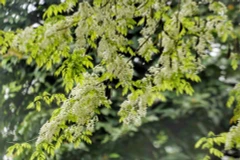 Những cánh hoa sưa mỏng manh đua nhau bung nở trắng trời Thủ đô. (Ảnh: Tuấn Đức/TTXVN) 