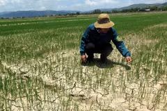 Khoảng 1.100ha ở khu vực miền núi phía Bắc có nguy cơ bị hạn. (Nguồn: TTXVN)