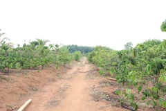 Thửa đất của ông Nguyễn Thanh Sang (thôn 2, xã Hòa Bình, thành phố Kon Tum) có 3,45ha đất trồng cây lâu năm, hàng năm nhưng được kê khống số lượng để nhận đền bù hơn 10,7 tỷ đồng. (Ảnh: Cao Nguyên/TTXVN)