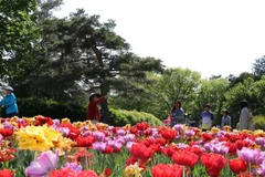 Lễ hội Hoa tulip Canada. Ảnh minh họa. (Nguồn: TTXVN)