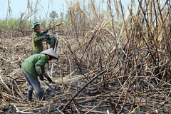 Nông dân tập trung thu hoạch các diện tích mía cháy tại xã H’Bông, huyện Chư Sê, tỉnh Gia Lai. (Ảnh: Hoài Nam/TTXVN)