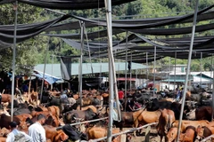 Ghé thăm chợ trâu, bò lớn nhất khu vực miền núi phía Bắc