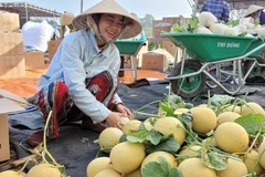 Chị Mai Thanh Hoa tại xã Long Tân (Đất Đỏ, Bà Rịa-Vũng Tàu) thu hoạch dưa lưới vụ Tết. (Ảnh: Hoàng Nhị/TTXVN) 