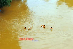 Lực lượng cứu hộ ở Bình Phước tìm kiếm nam thanh niên nhảy cầu xuống sông Bé mất tích. (Nguồn: Báo Bình Phước)