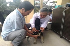 Tiêm phòng dại cho đàn chó nuôi. (Nguồn: TTXVN) 