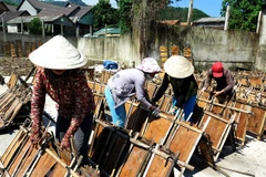 Phơi khô vỏ quế vừa thu hoạch. (Ảnh: Phước Ngọc/TTXVN) 