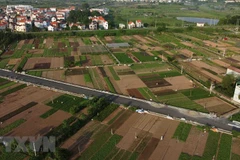 Cánh đồng chuyên canh trồng rau, củ, quả đảm bảo an toàn ở xã Tiền Yên, huyện Hoài Đức (Hà Nội), nhìn từ trên cao. (Ảnh: Vũ Sinh/TTXVN) 