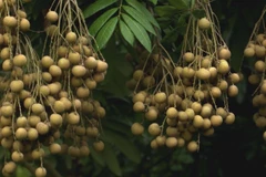 Những chùm nhãn sai trĩu quả chuẩn bị cho thu hoạch. (Ảnh: Đinh Văn Nhiều/TTXVN)